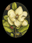 Magnolia Grandiflora