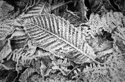 Winter leaves