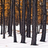 Winter trees in snow