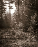 Saplings in the light
