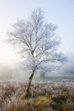 Cold and misty morning