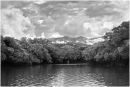 Mangrove swamps in the rainy season