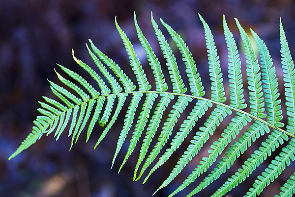 Green fern in the New Forest, Hamoshire, England.