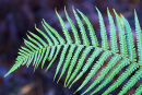 Green fern in the New Forest, Hamoshire, England.