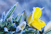 Gorse and hoarfrost