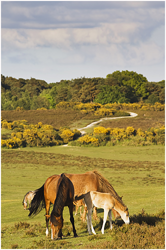 Ponies and foal in Spring