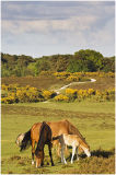 Ponies and foal in Spring