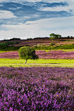 New Forest Heather