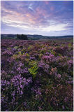 Dawn over New Forest heather