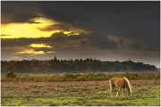 New Forest pony grazing as storm clouds gather