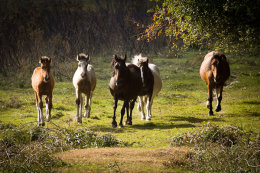 Galloping Ponies