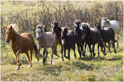 New Forest Pony Drift