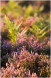 Late summer heather