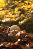 Autumn Fungi