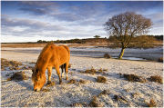 Hoarfrost at Longslade Bottom in the New Forest