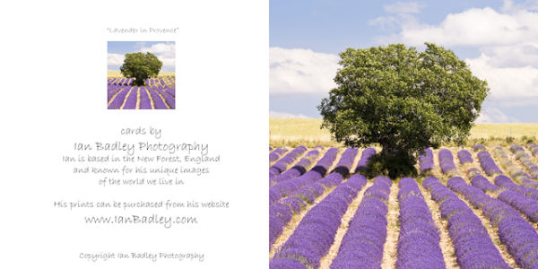 Lavender