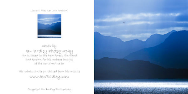 Seagull over Torridan