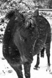 Pony in the snow