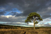 Lone Tree