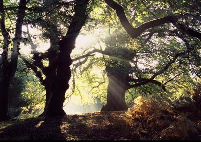 Forest Dawn
