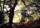 Forest Dawn