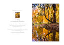 Autumn in the New Forest