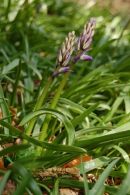 Chrisallen-bluebell2