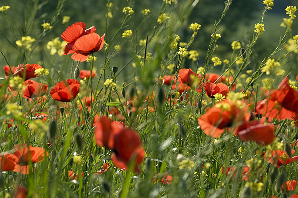 Poppies up close in Tuscany