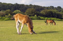 New Forest foal feeding