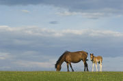 New forest pony and foal on a summer evening