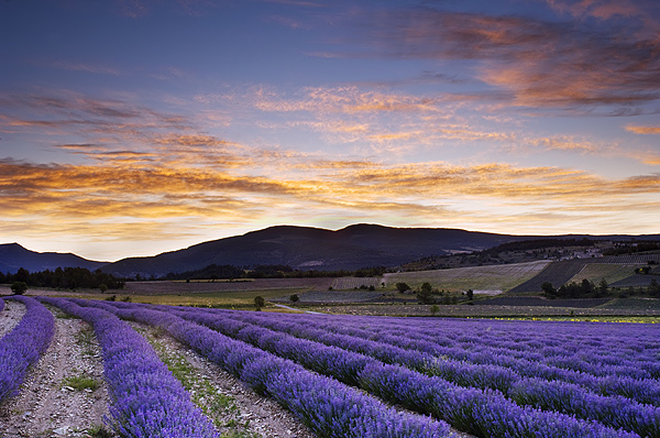 Before dawn in the lavender of Provence, near Sault, France
