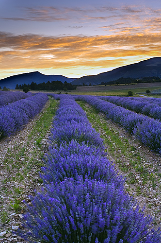 Before dawn in the lavender of Provence, near Sault, France