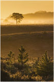 Misty and frosty dawn 