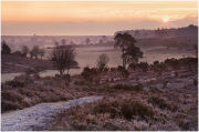Winter in the New Forest