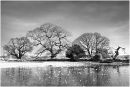 Trees and pond