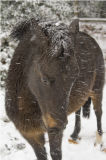 Pony in snow