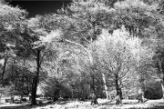 New Forest trees in snow