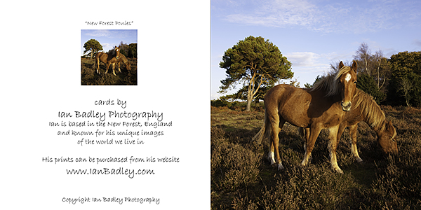 New Forest Ponies