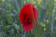 Poppies 1240