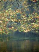 RogerMcCallum - AutumnTest