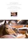 The pony pound