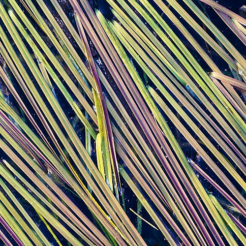 Iced grasses