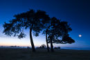 Moon set in the New Forest