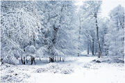 Bolderwood snow