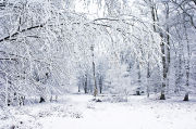 Bolderwood landscape in the snow