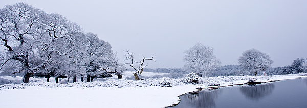 New Forest in snow