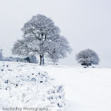 Snow tree and path