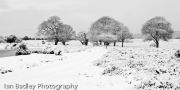 Snow in the New Forest