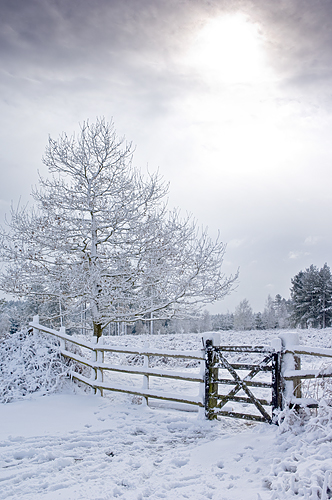 Snow scene