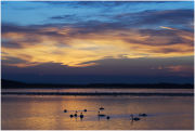 Roosting at Mudeford